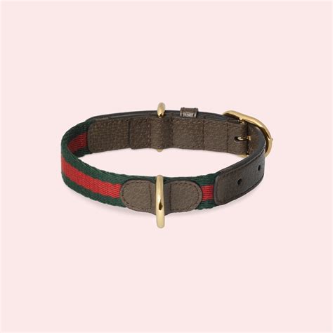 gucci avocado dog|Gucci collars for dogs.